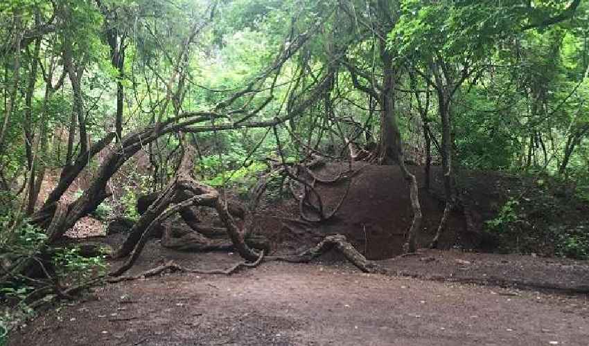 https://10tv.in/crime/excavation-for-hidden-treasures-in-the-vikarabad-forest-area-352477.html