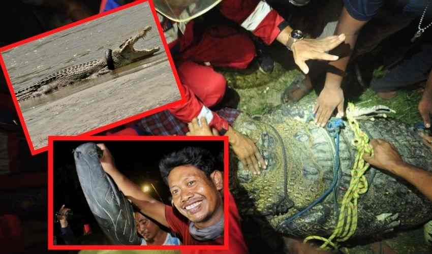 https://10tv.in/international/after-6-years-crocodile-in-indonesia-finally-free-from-tire-necklace-367787.html