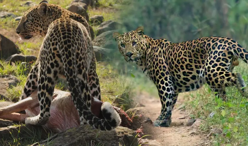 Leopard Attack: గొర్రెల కాపరిపై చిరుతల దాడి