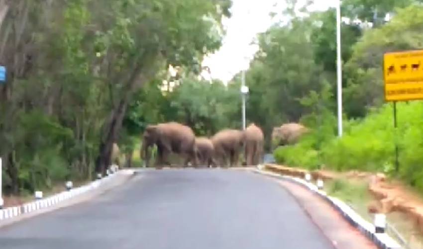https://10tv.in/andhra-pradesh/elephants-roaming-in-tirumala-ghat-road-365964.html