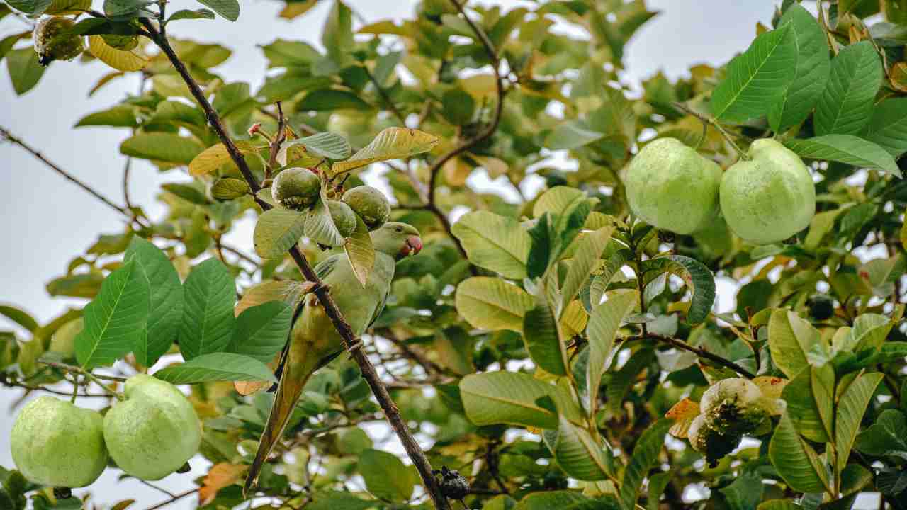 https://10tv.in/agriculture/prevention-of-pests-and-diseases-in-guava-398786.html