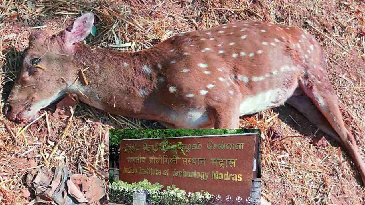 https://10tv.in/national/deer-died-of-anthrax-in-iit-madras-campus-three-more-under-suspect-392411.html