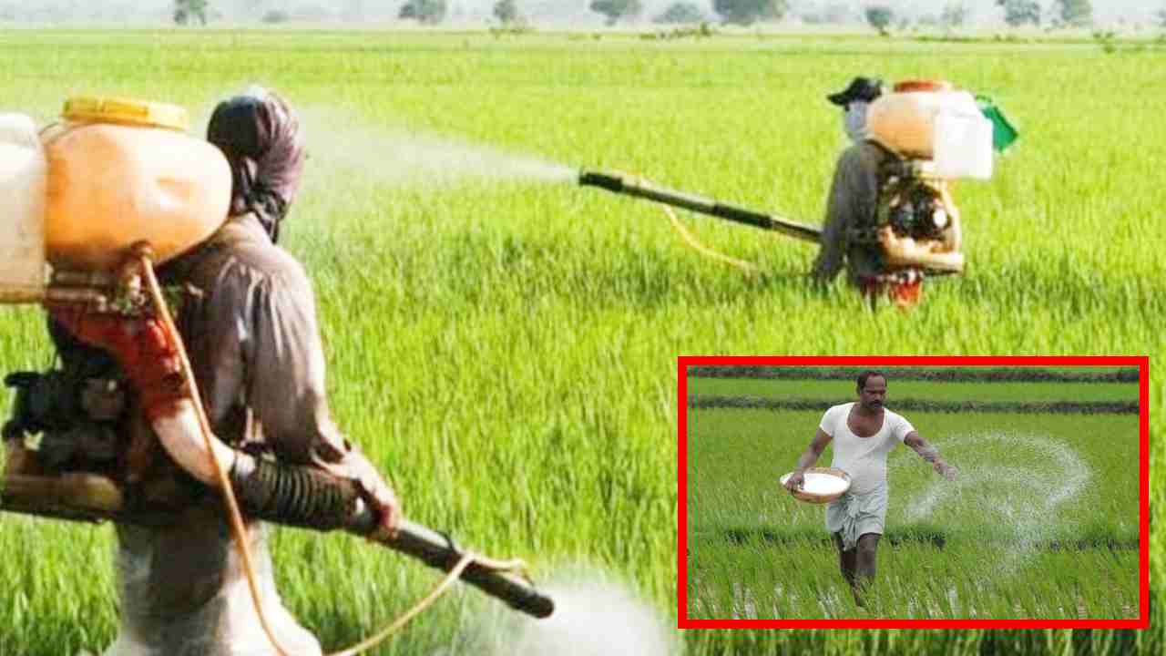 https://10tv.in/agriculture/precautions-to-be-followed-by-farmers-in-pesticide-spraying-394356.html