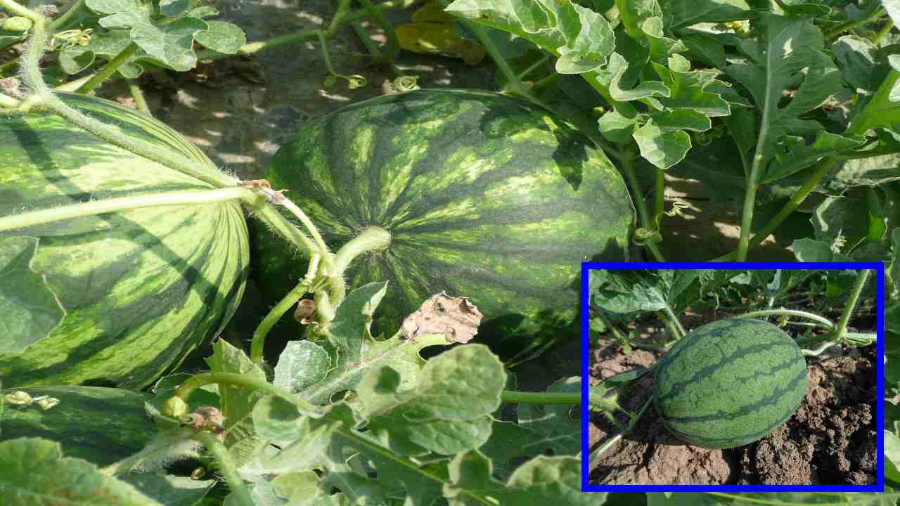 https://10tv.in/agriculture/plant-protection-in-watermelon-cultivation-394374.html