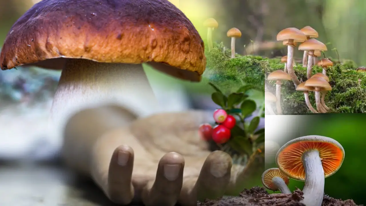 https://10tv.in/national/assam-13-people-die-after-consuming-wild-mushrooms-408467.html