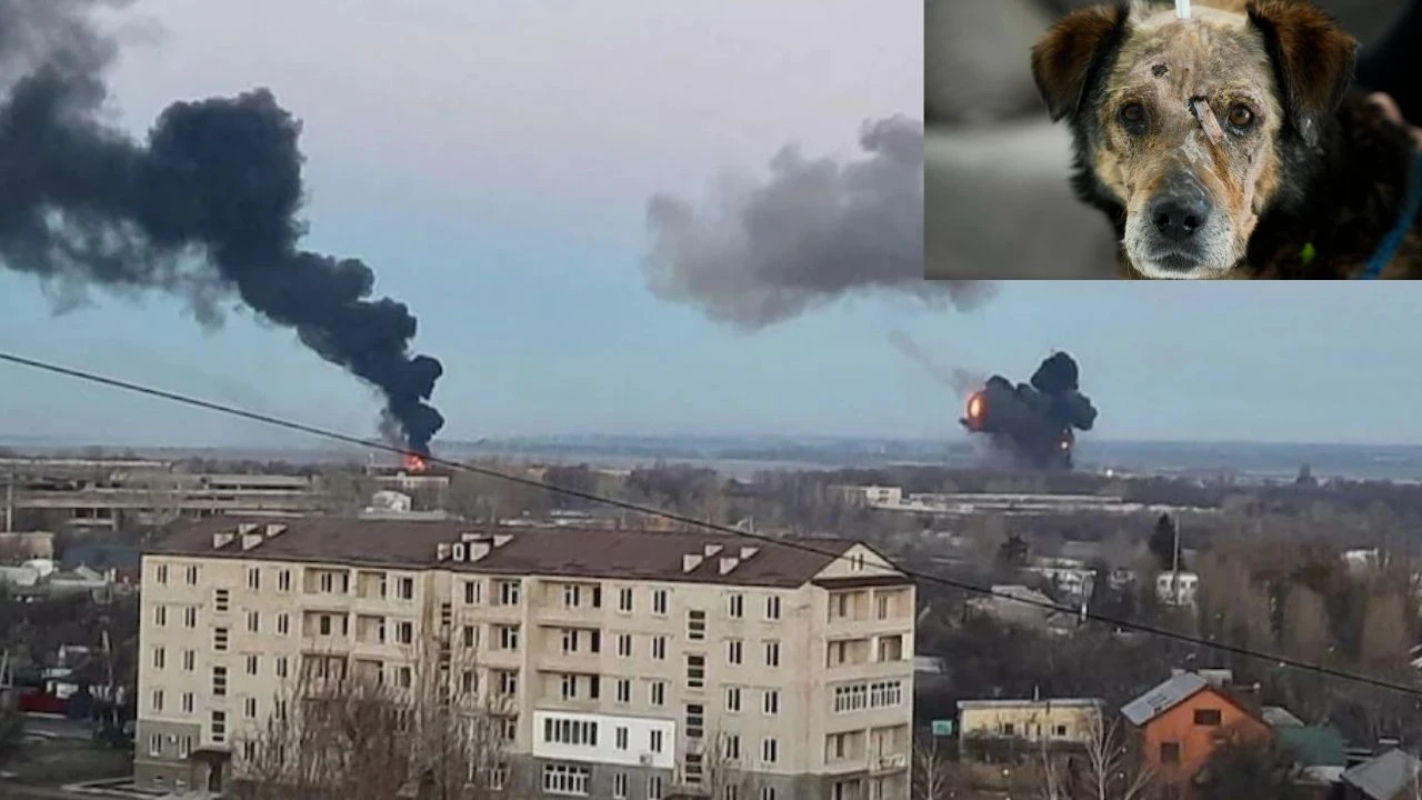 https://10tv.in/international/the-dog-who-became-a-warrior-in-the-russian-war-with-ukraine-412034.html