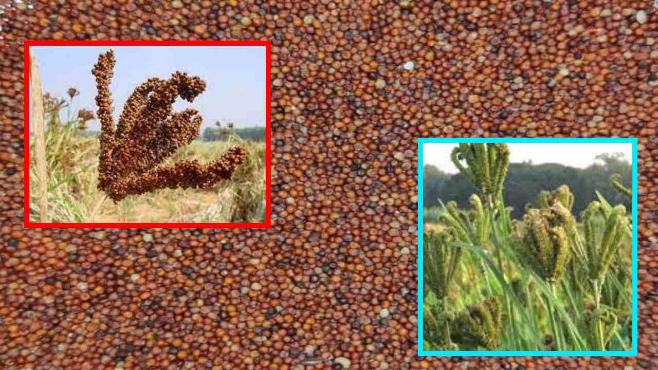 Finger Millet రాగిపంట సాగులో తెగుళ్ళు, చీడపీడల నివారణ Prevention of