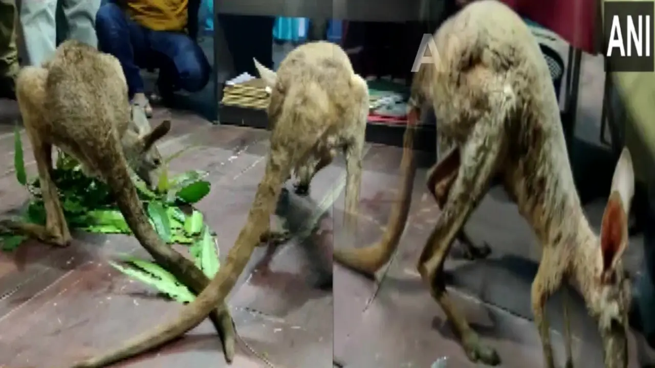 https://10tv.in/national/forest-officials-rescued-kangaroos-near-gajoldoba-in-jalpaiguri-west-bengal-403738.html