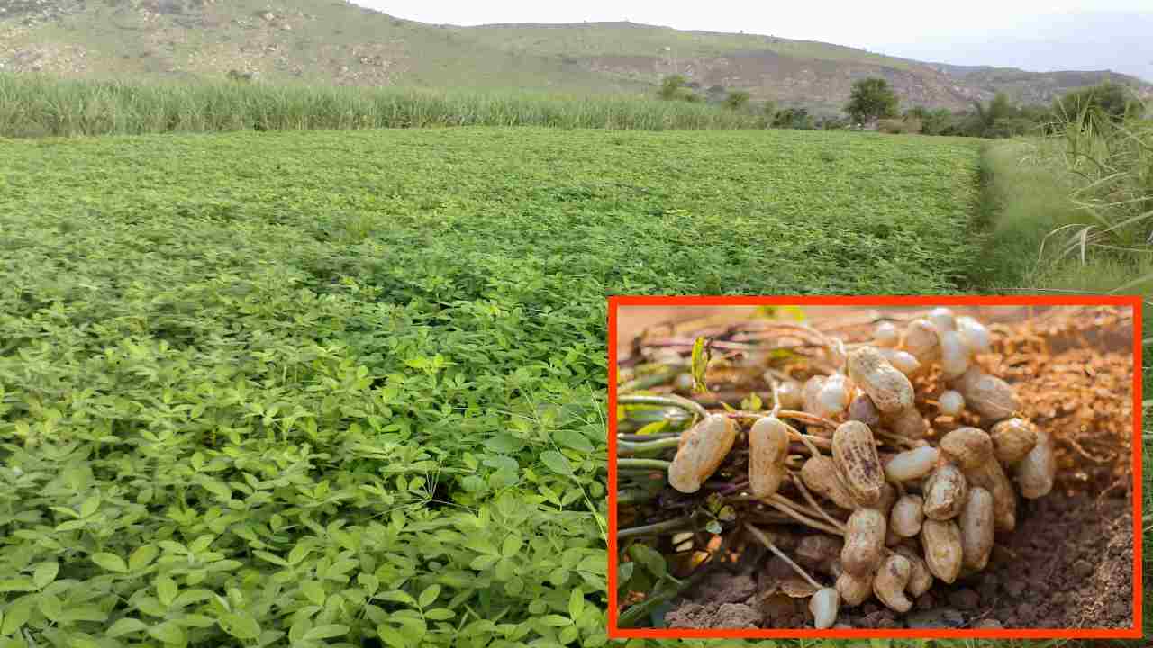 https://10tv.in/agriculture/the-use-of-gypsum-in-the-prevention-of-root-rot-in-peanuts-411229.html