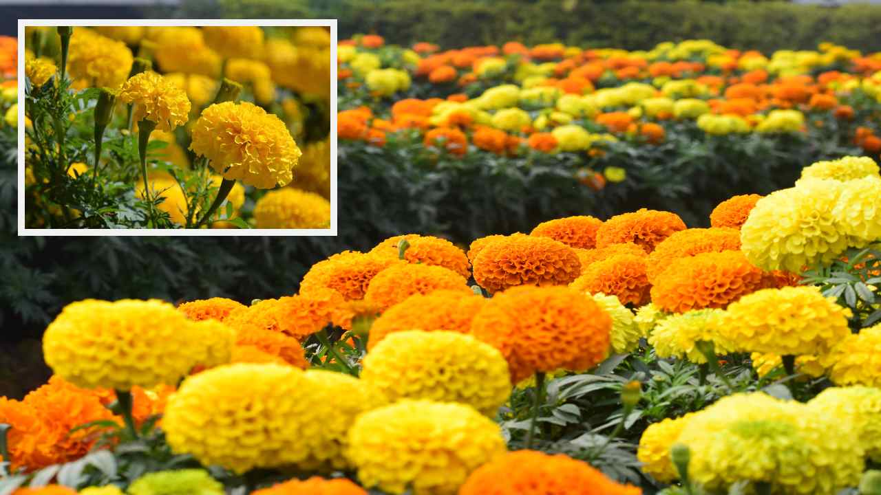 https://10tv.in/agriculture/plant-protection-in-marigold-cultivation-415432.html