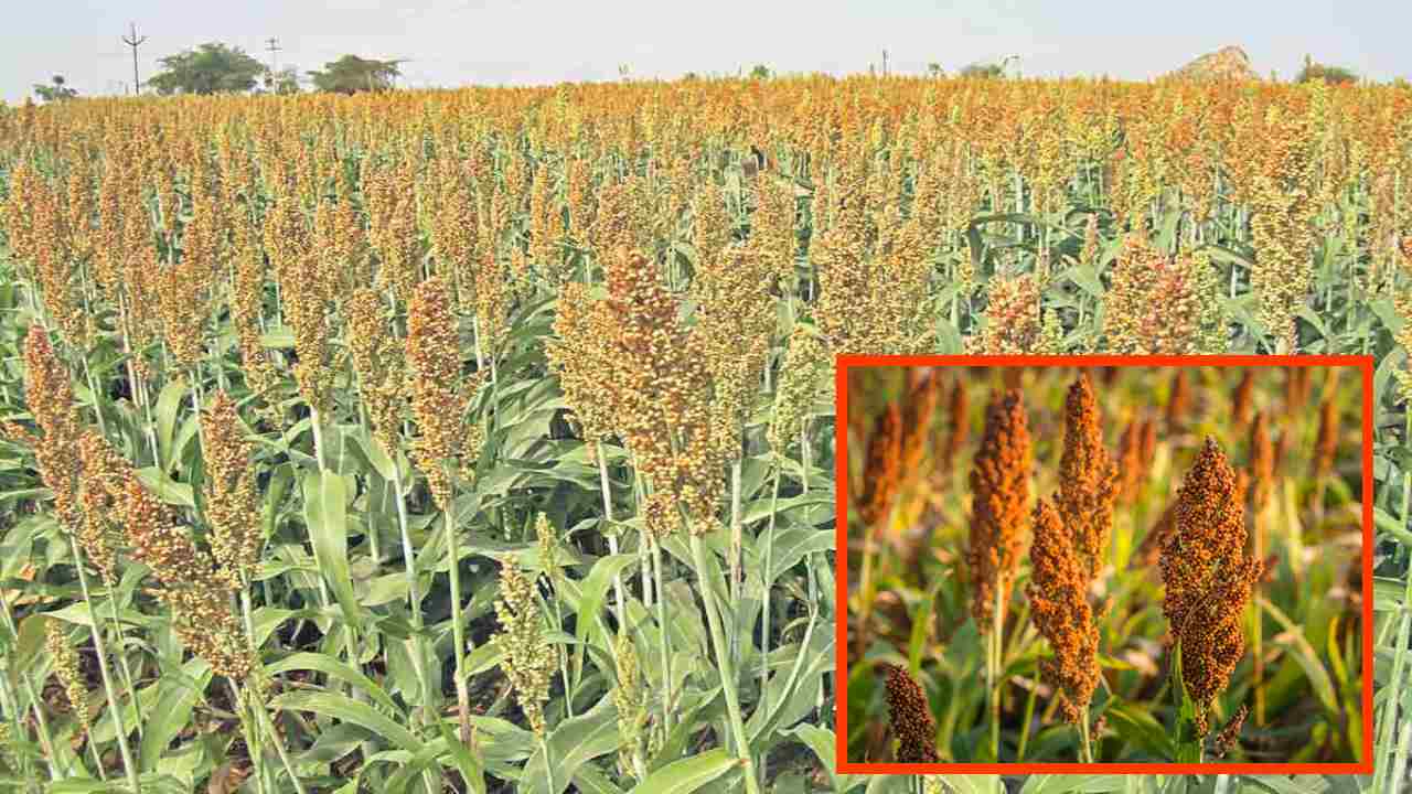 https://10tv.in/agriculture/prevention-of-pests-and-diseases-in-maize-411194.html