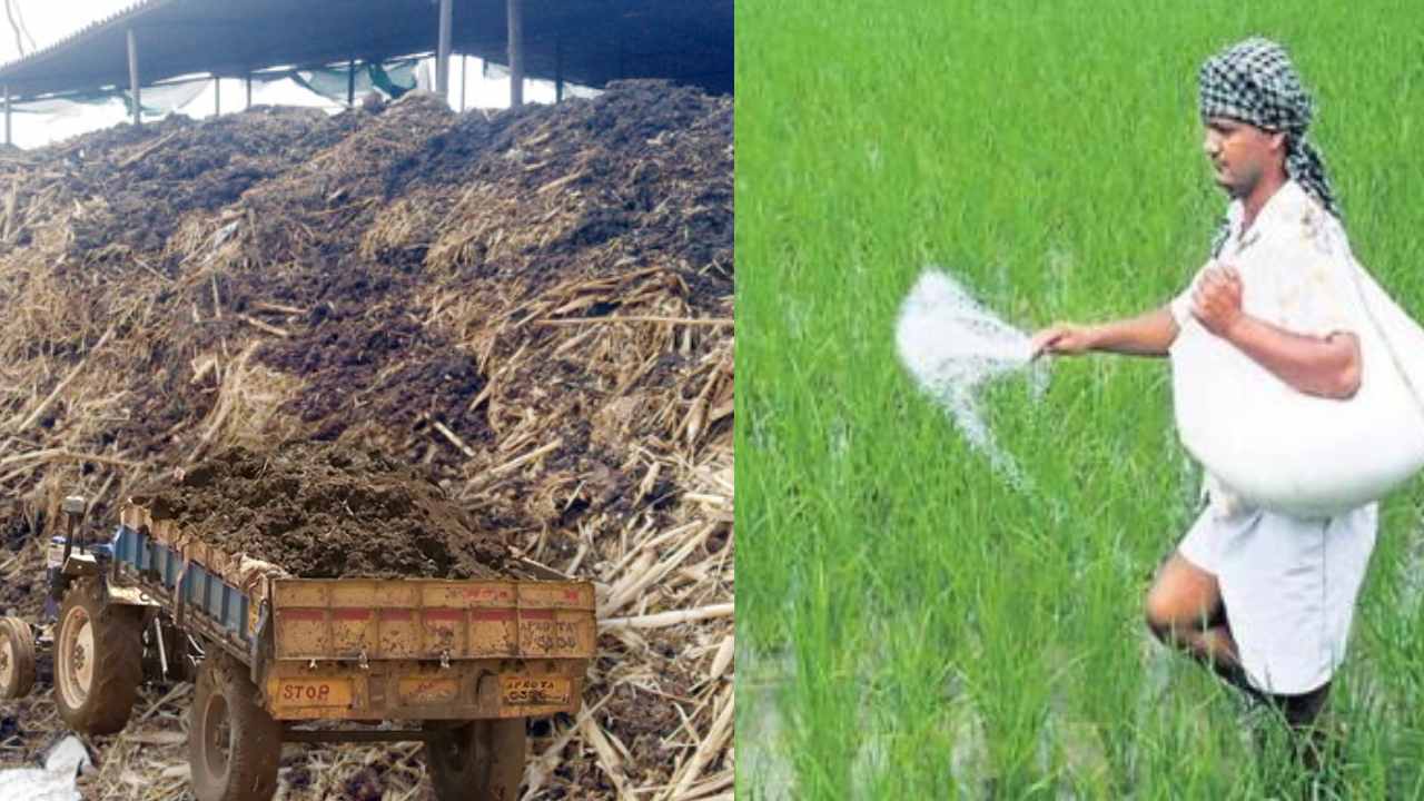 https://10tv.in/agriculture/high-crop-yields-with-livestock-manure-417042.html