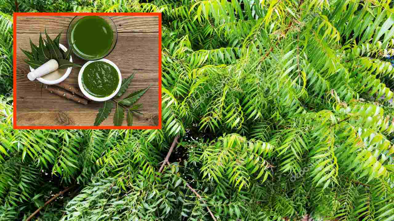 https://10tv.in/life-style/neem-that-reduces-oral-bacteria-and-prevents-gum-problems-411239.html