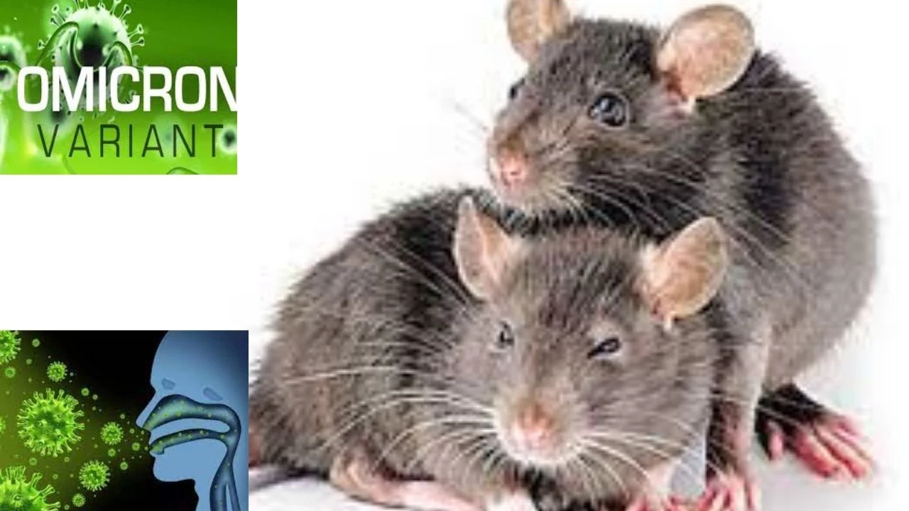 https://10tv.in/international/omicron-transmission-from-rats-to-humans-417236.html