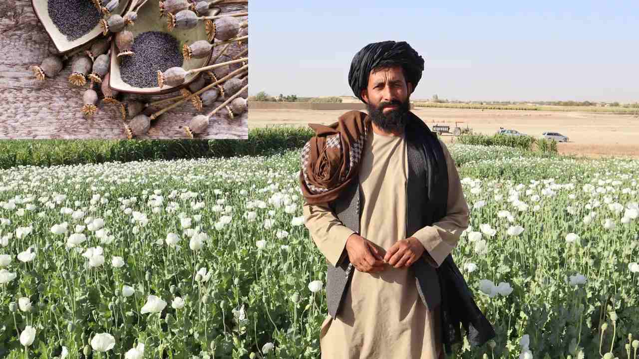 https://10tv.in/international/taliban-bans-poppy-cultivation-in-afghanistan-violators-will-be-punished-402844.html