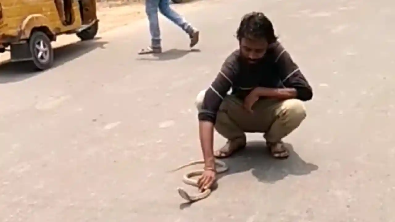 https://10tv.in/telangana/snake-catcher-died-due-to-snakebite-in-bhadradri-kothagudem-district-404034.html
