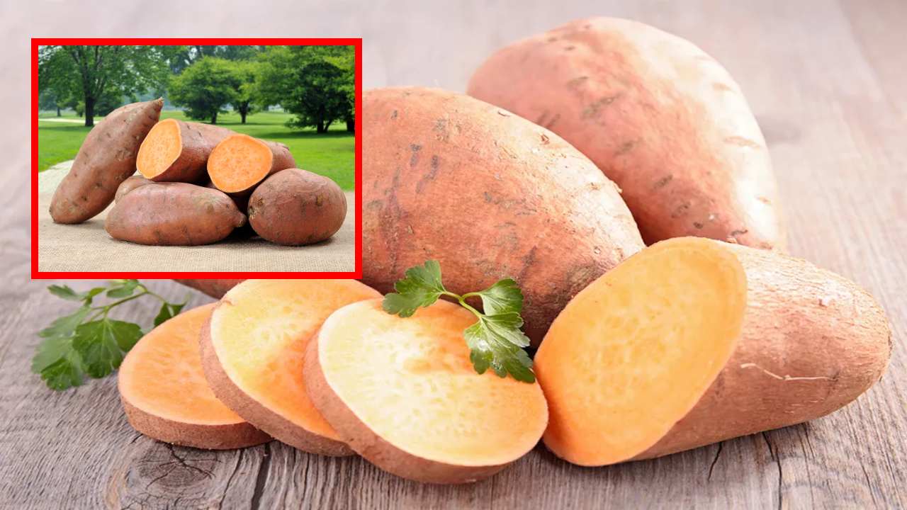 Sweet Potatoes : బరువు తగ్గటంతోపాటు, గుండె ఆరోగ్యానికి మేలు చేసే చిలకడ దుంపలు!