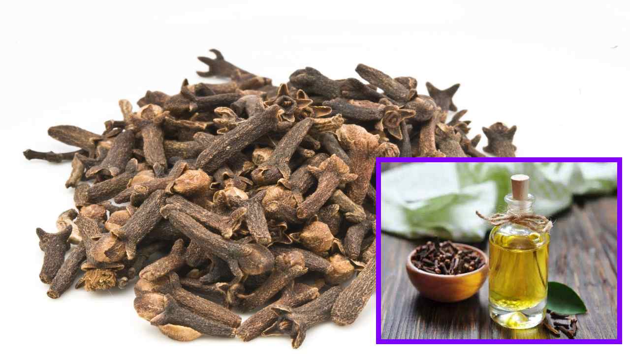 https://10tv.in/life-style/cloves-that-reduce-sugar-levels-along-with-teeth-and-gum-problems-433381.html