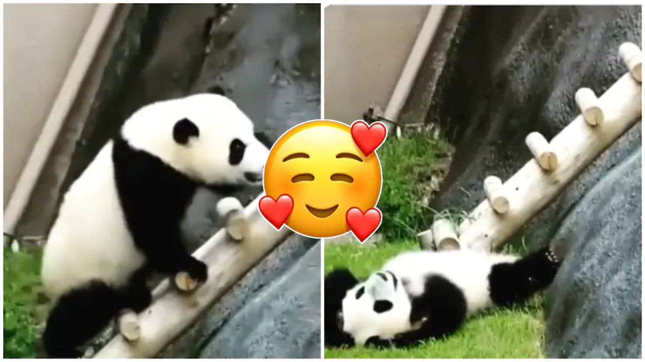 Panda climbing Video: సూపర్ క్యూట్.. పైకి ఎక్కడానికి పాండా కష్టాలు చూశారా..