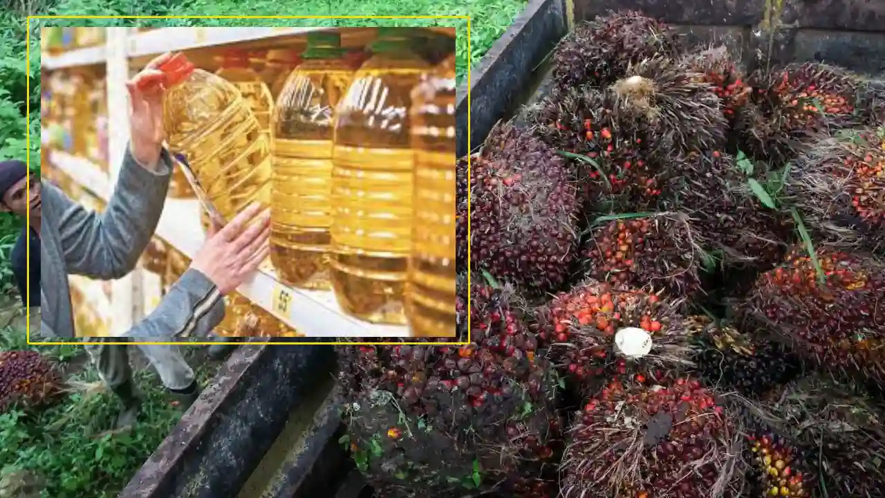 https://10tv.in/international/indonesia-to-lift-ban-on-palm-oil-exports-from-may-23-2-429550.html