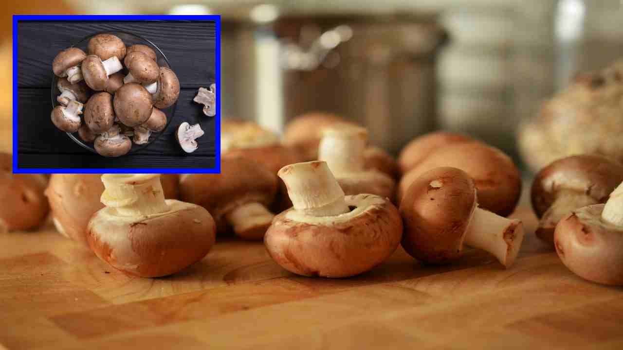 Mushrooms : క్యాన్సర్ ముప్పు తొలగించే పుట్టగొడుగులు!