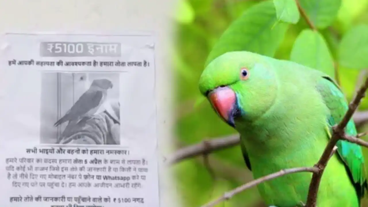https://10tv.in/national/bihar-gaya-family-search-campaign-for-their-pet-parrot-and-announces-cash-reward-421963.html