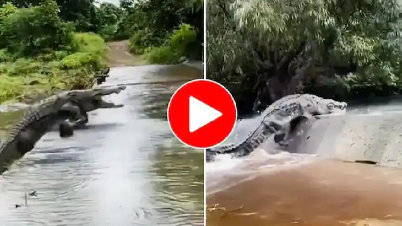 https://10tv.in/national/viral-video-alligator-comes-out-of-water-to-hunt-then-disappears-in-river-watch-this-video-431027.html