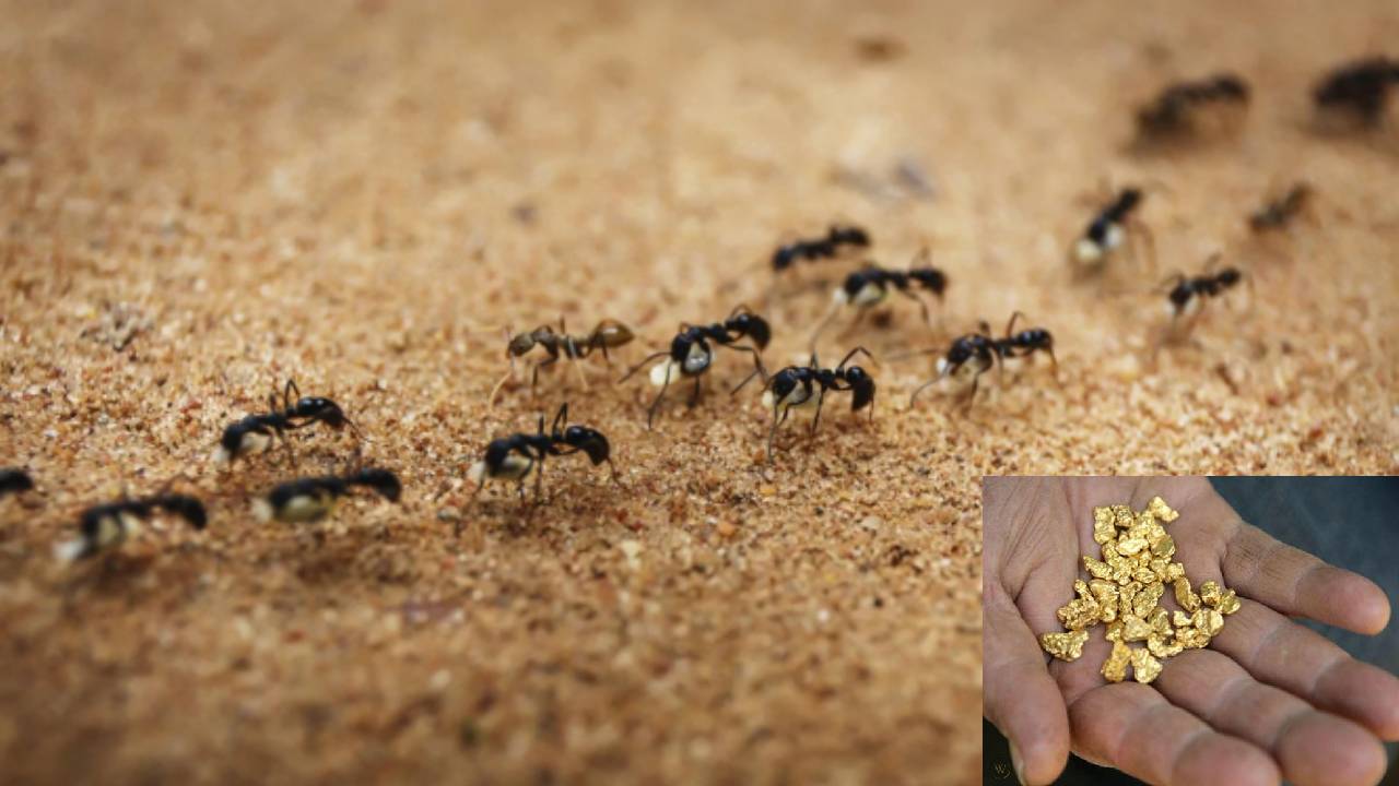 https://10tv.in/national/how-ants-give-whereabouts-of-230-million-tons-gold-mine-in-jamui-district-of-bihar-435513.html