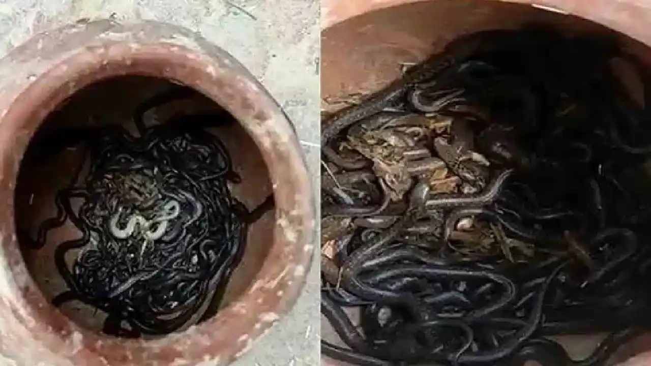 https://10tv.in/national/90-black-cobras-found-in-a-pot-at-uttarpradesh-424829.html