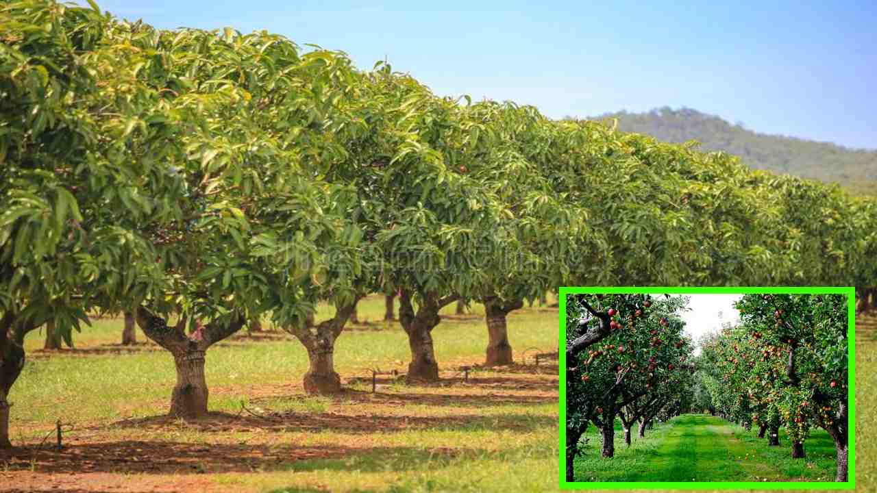Cultivation Of Orchards : పండ్ల తోటల సాగులో మెలుకువలు