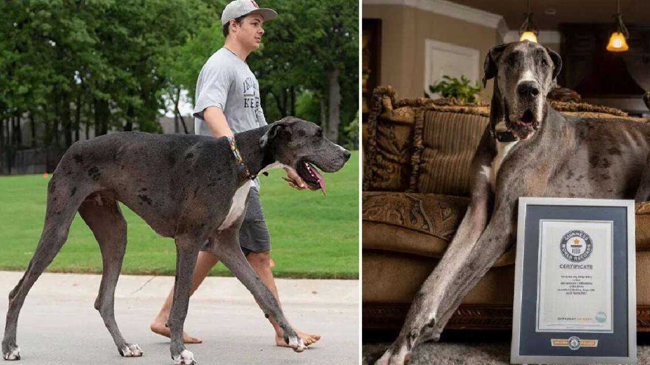 Tallest Dog: వామ్మో ఈ కుక్క ఎత్తు చూశారా?: ప్రపంచంలోనే ఎతైన కుక్కగా గిన్నిస్ రికార్డు
