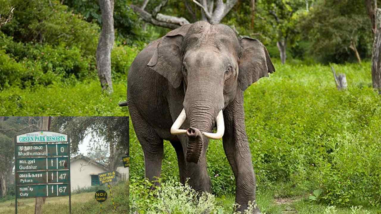 https://10tv.in/national/wild-elephant-tramples-woman-to-death-in-tamil-nadu-second-such-incident-in-two-days-434844.html