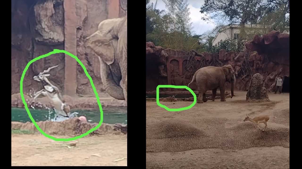 https://10tv.in/international-offbeat/elephant-alerts-zookeeper-to-drowning-antelope-in-incredible-video-427768.html