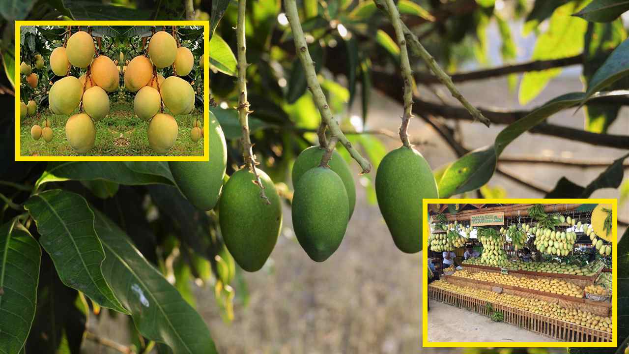 Mangoes Harvesting : మామిడిలో కాయకోతల సమయంలో జాగ్రత్తలు!