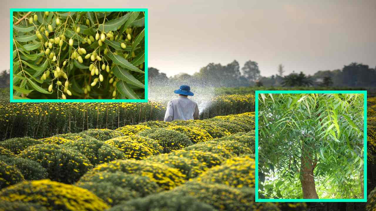 https://10tv.in/agriculture/multiple-benefits-in-neem-farming-420096.html