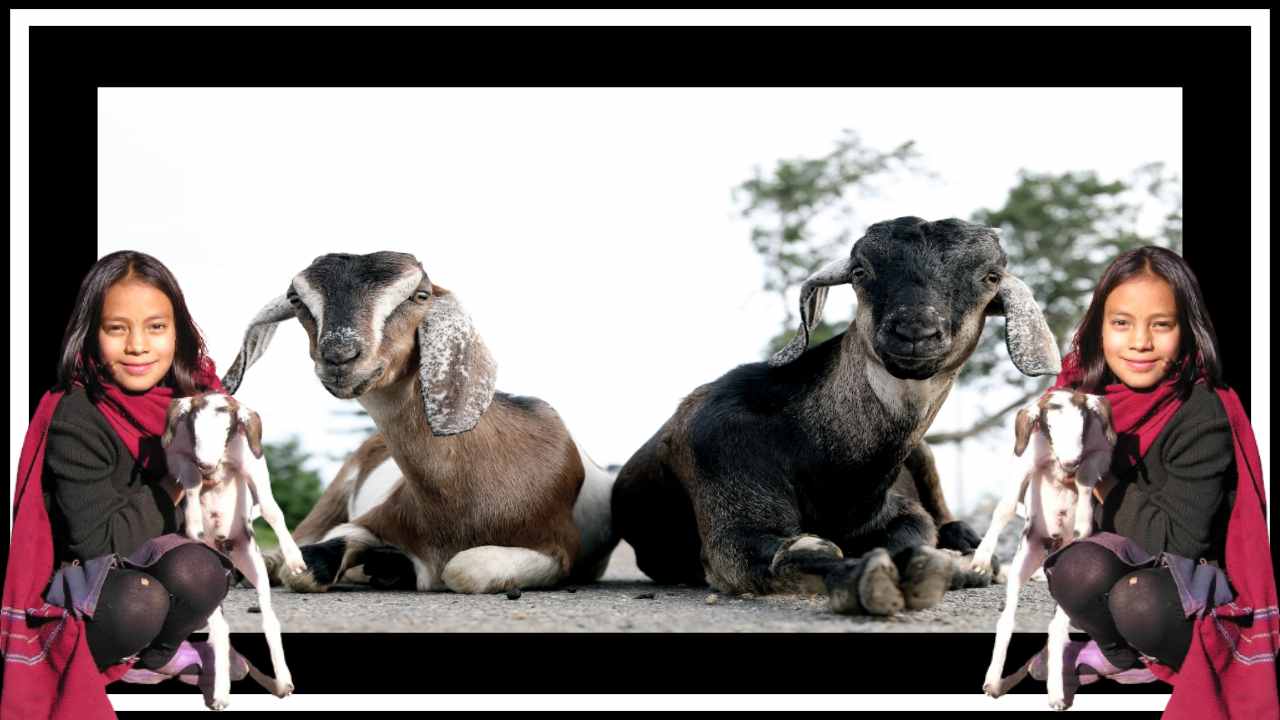 Sheep And Goats : గొర్రెలు, మేకల్లో హిమాంకోసిస్ వ్యాధి