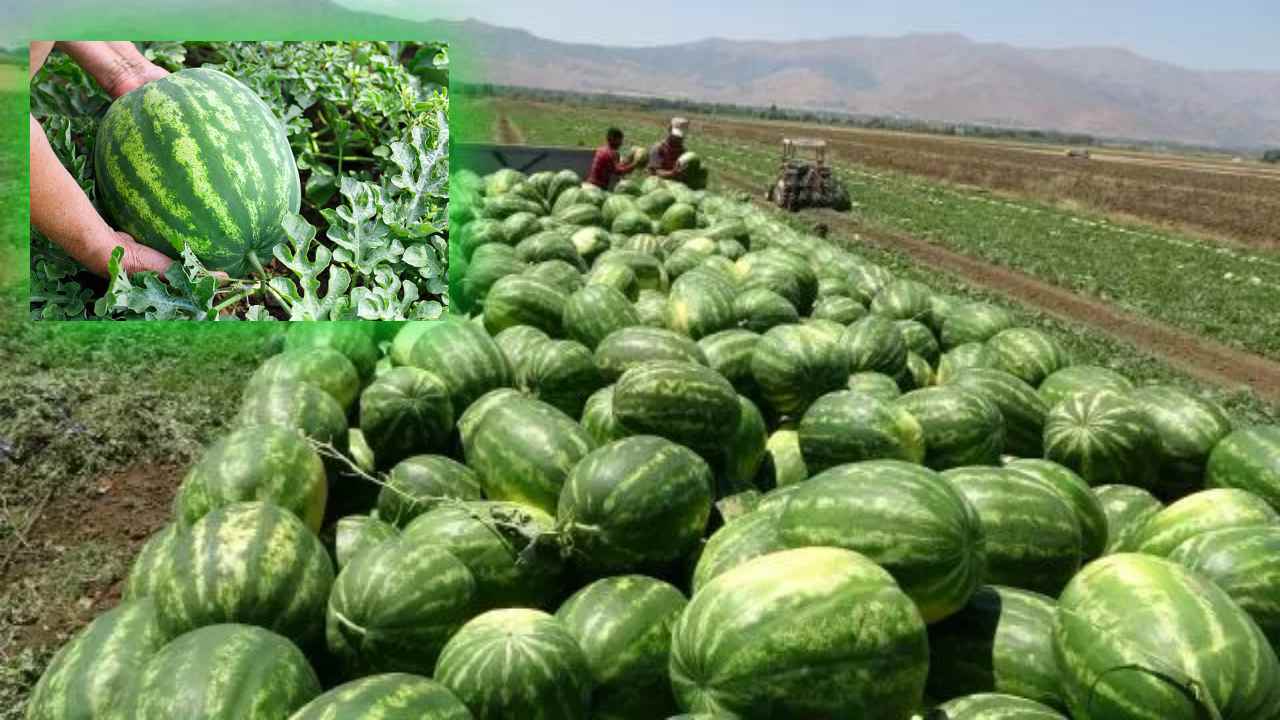 https://10tv.in/agriculture/good-for-the-farmer-with-watermelon-cultivation-techniques-and-proprietary-methods-423730.html