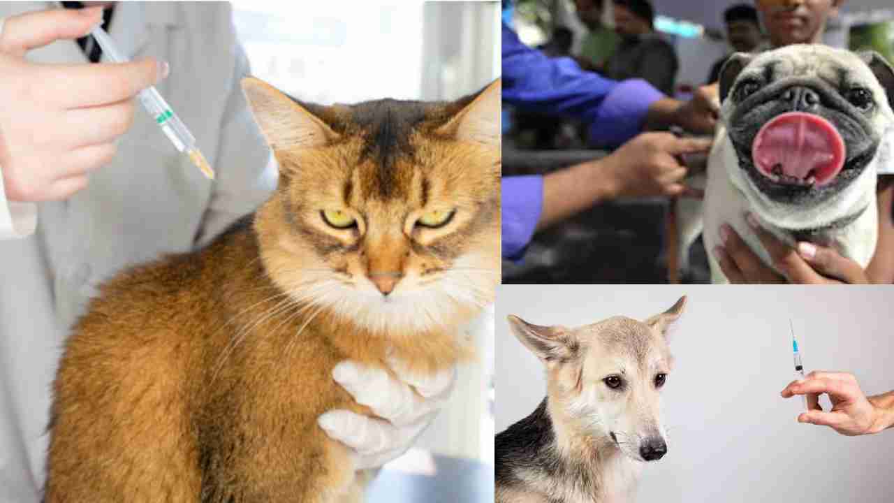 https://10tv.in/latest/ancovax-centre-launches-indias-first-covid-vaccine-for-animals-442120.html