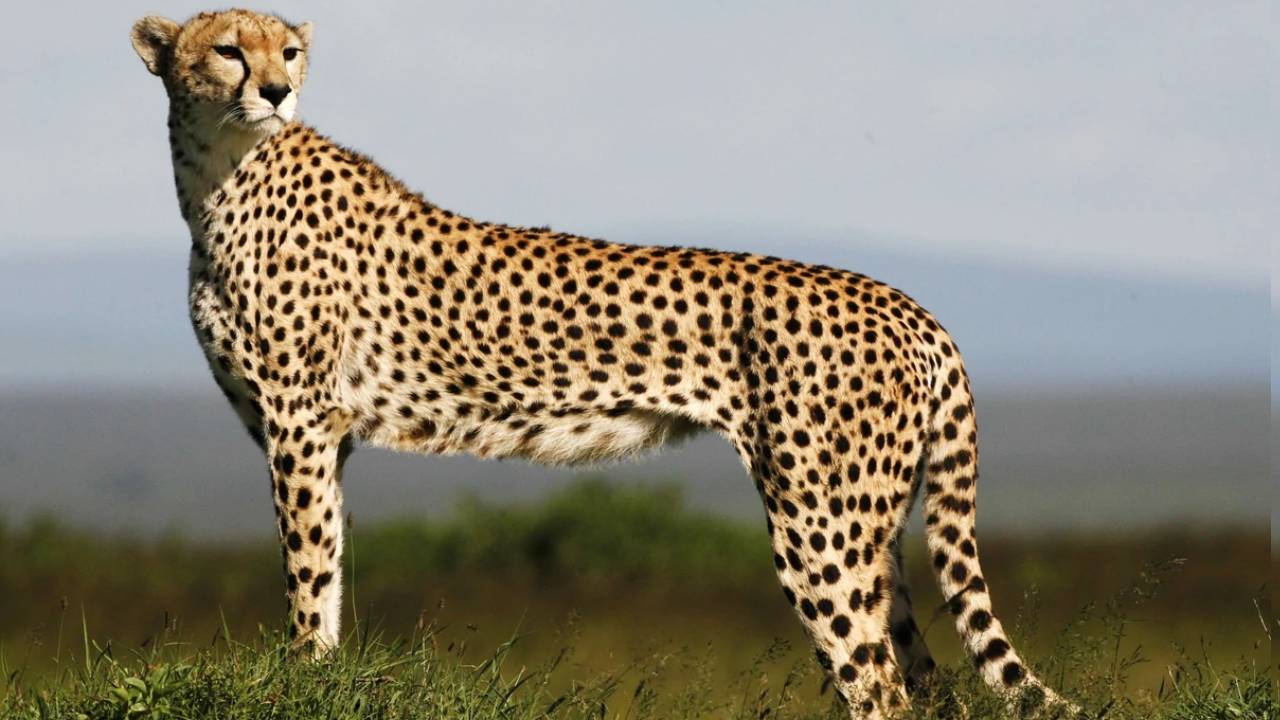 Cheetah: భారత్‌ రానున్న చీతాలు.. 70 ఏళ్ల తర్వాత తొలిసారి
