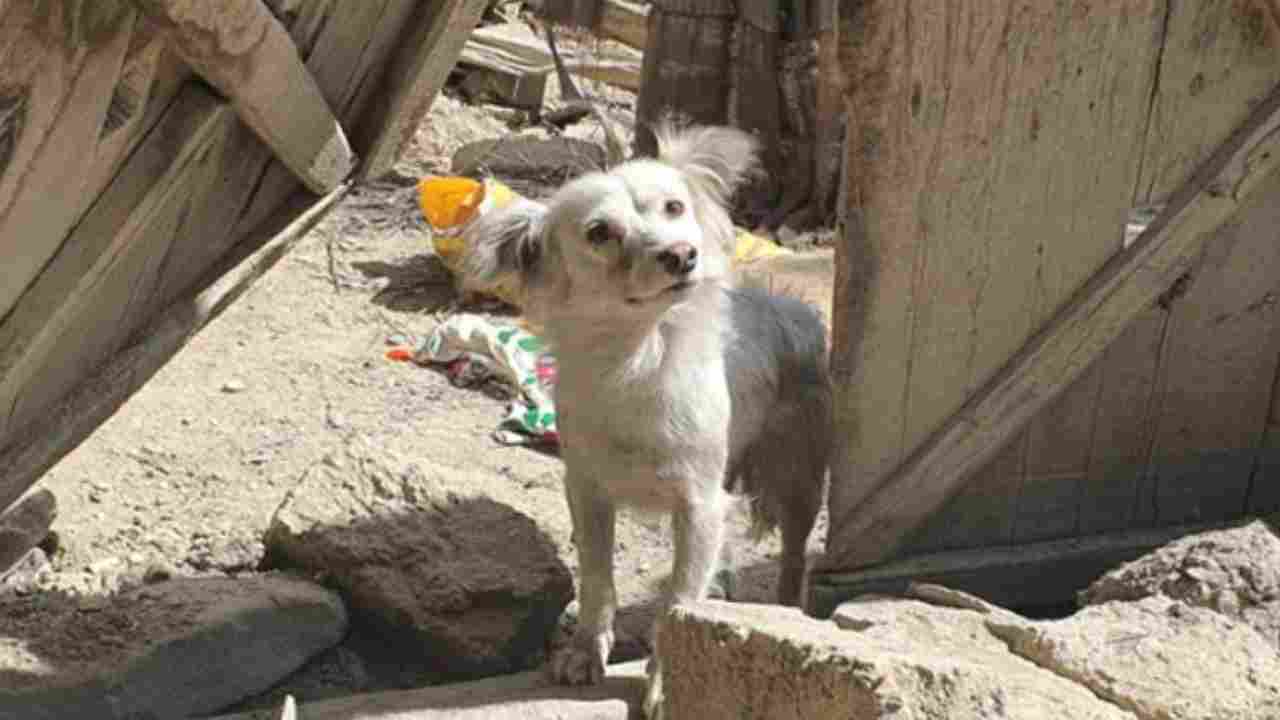 https://10tv.in/international/heartbreaking-photo-of-dog-looking-for-family-members-after-afghanistan-earthquake-451855.html
