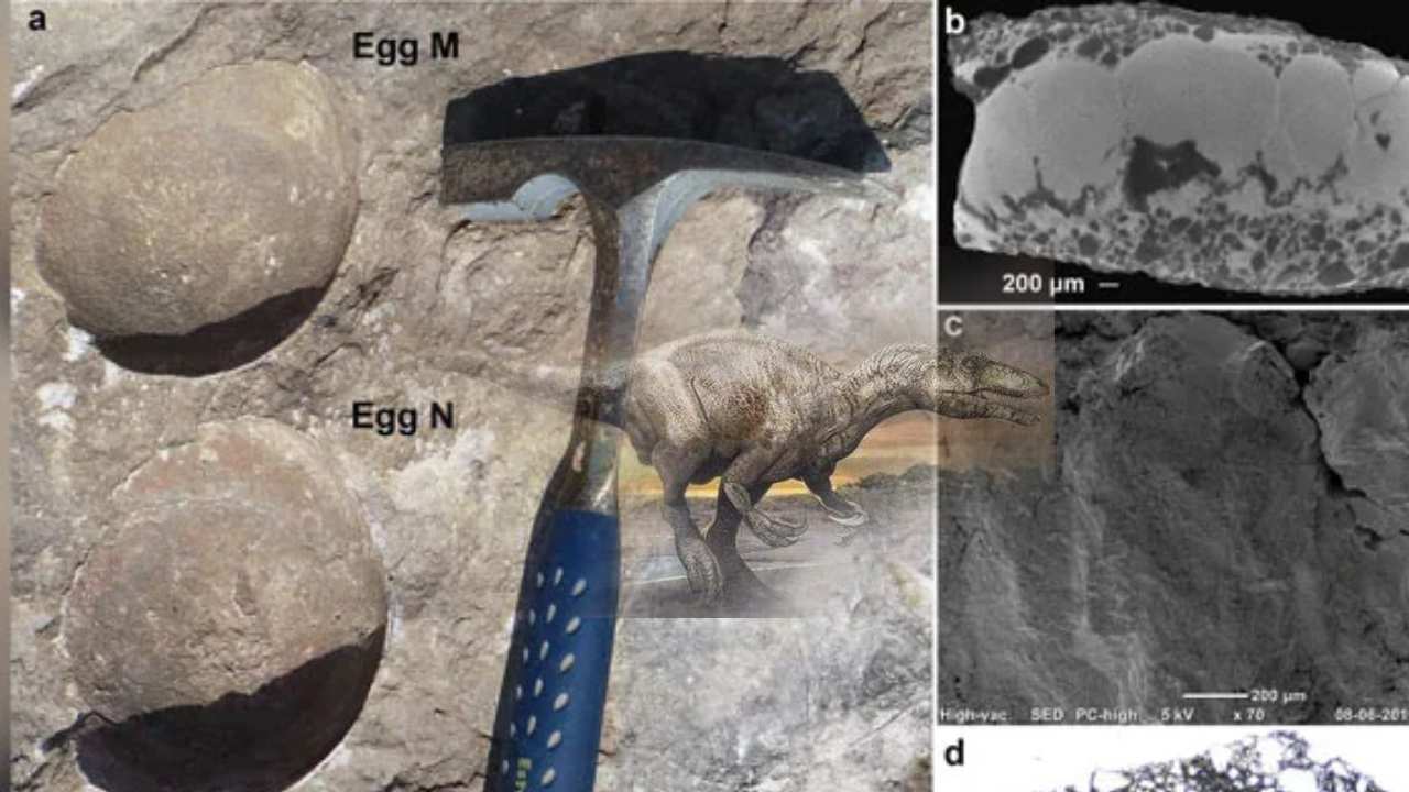 https://10tv.in/latest/researchers-from-delhi-university-has-discovered-an-egg-in-egg-dinosaur-egg-from-madhya-pradesh-444422.html