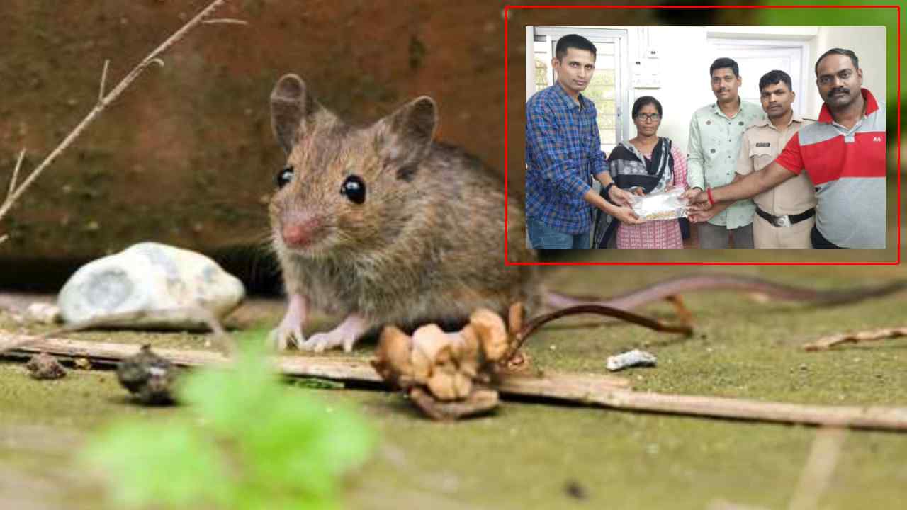 https://10tv.in/national/maharashtra-10-tola-gold-worth-rs-5-lakhs-recovered-from-clutches-of-rats-in-a-gutter-near-gokuldham-colony-mumbai-446638.html
