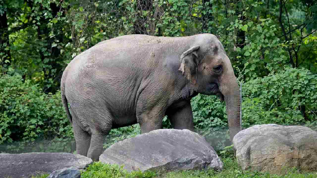 https://10tv.in/national/elephant-tramples-odisha-woman-to-death-then-attacks-body-during-funeral-443534.html