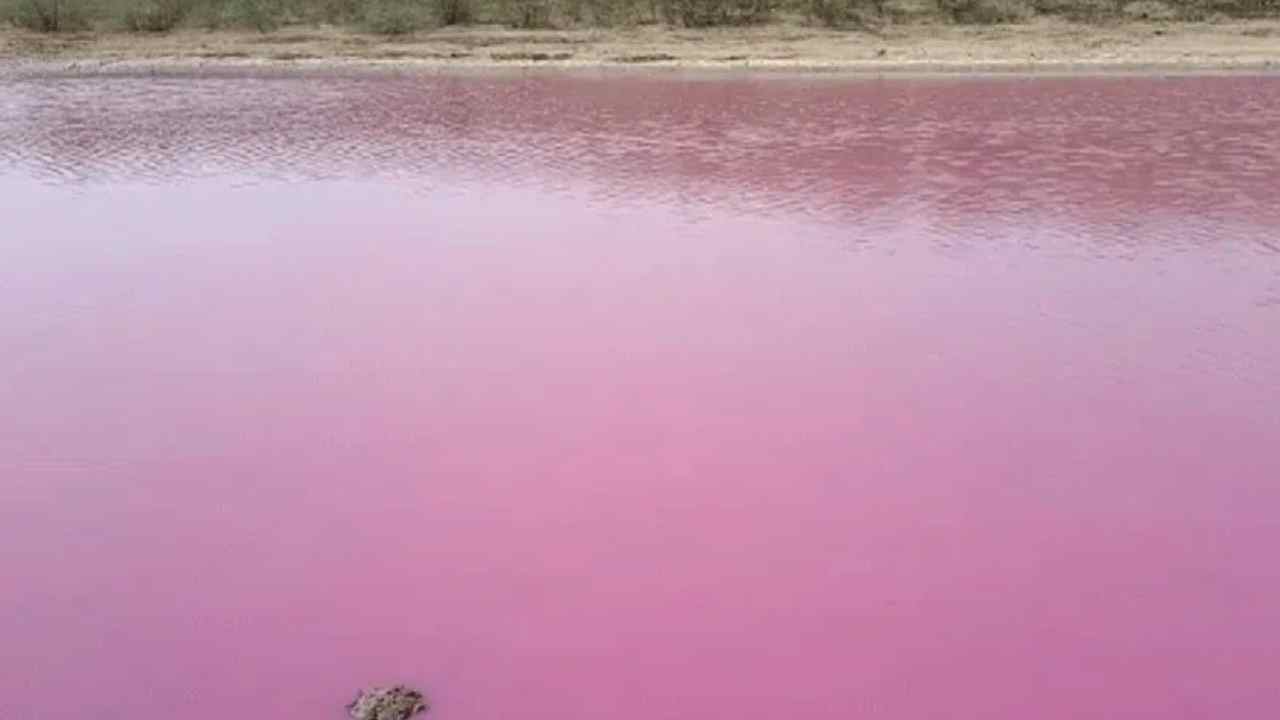 https://10tv.in/latest/lake-water-turns-pink-in-gujarat-villagers-call-it-miracle-442888.html