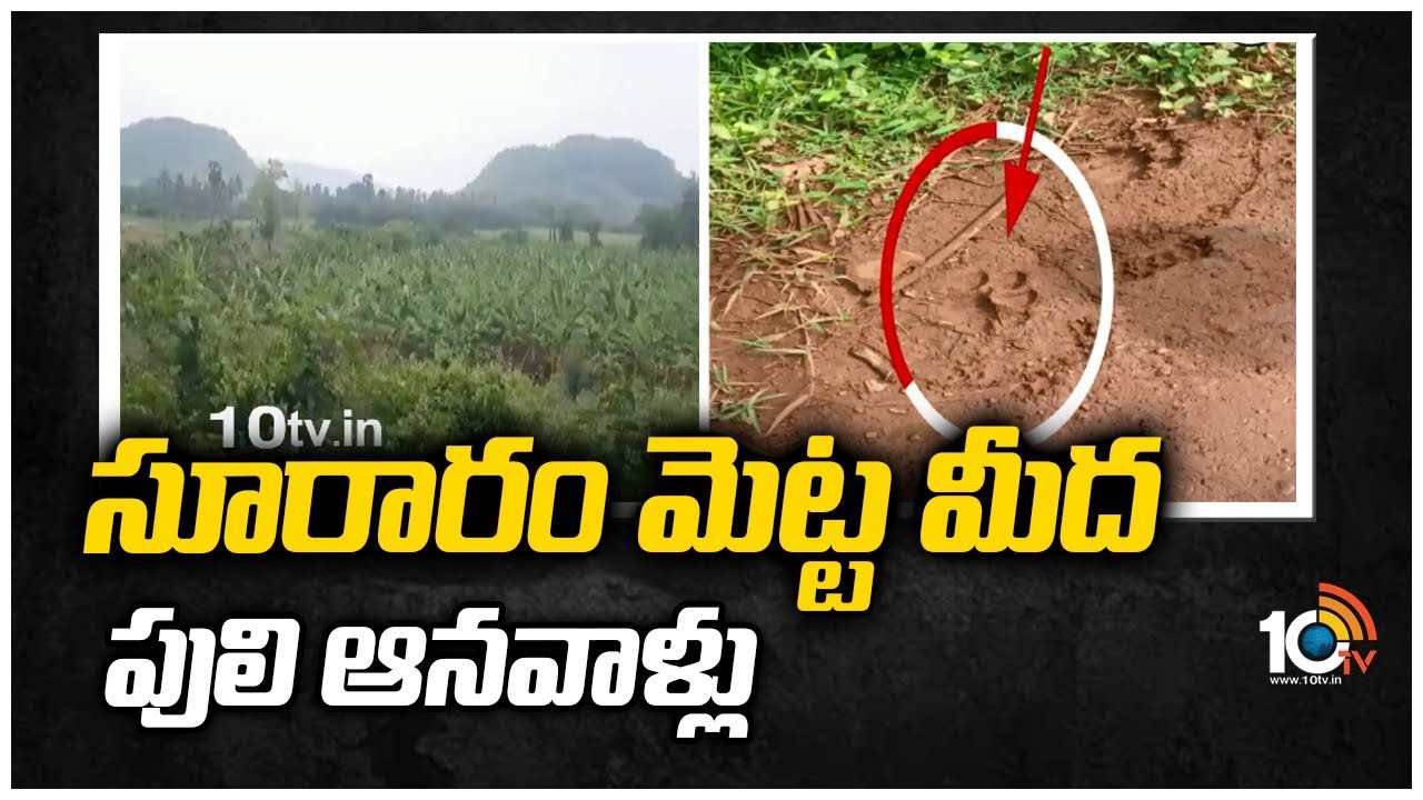 https://10tv.in/exclusive-videos/kakinada-tiger-foot-prinits-finds-at-suraram-metta-445460.html