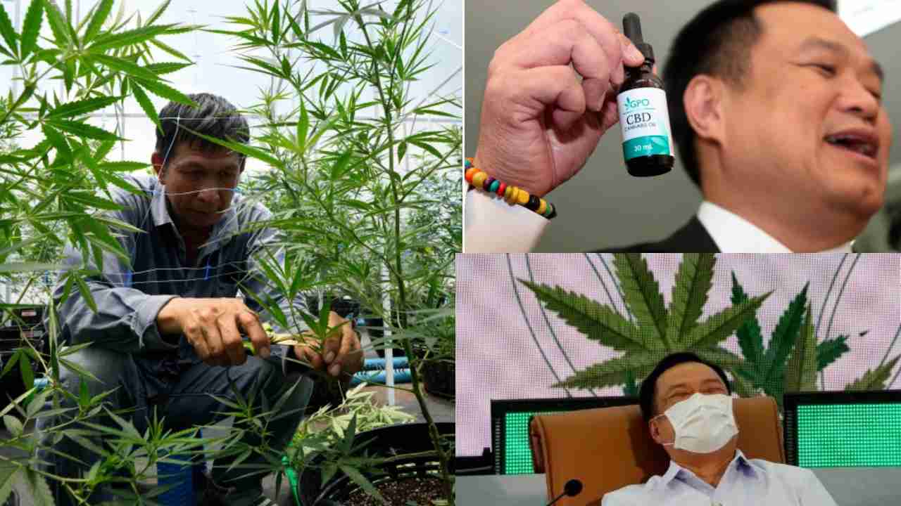 https://10tv.in/international/thailand-becomes-the-first-asian-country-to-legalize-marijuana-442101.html