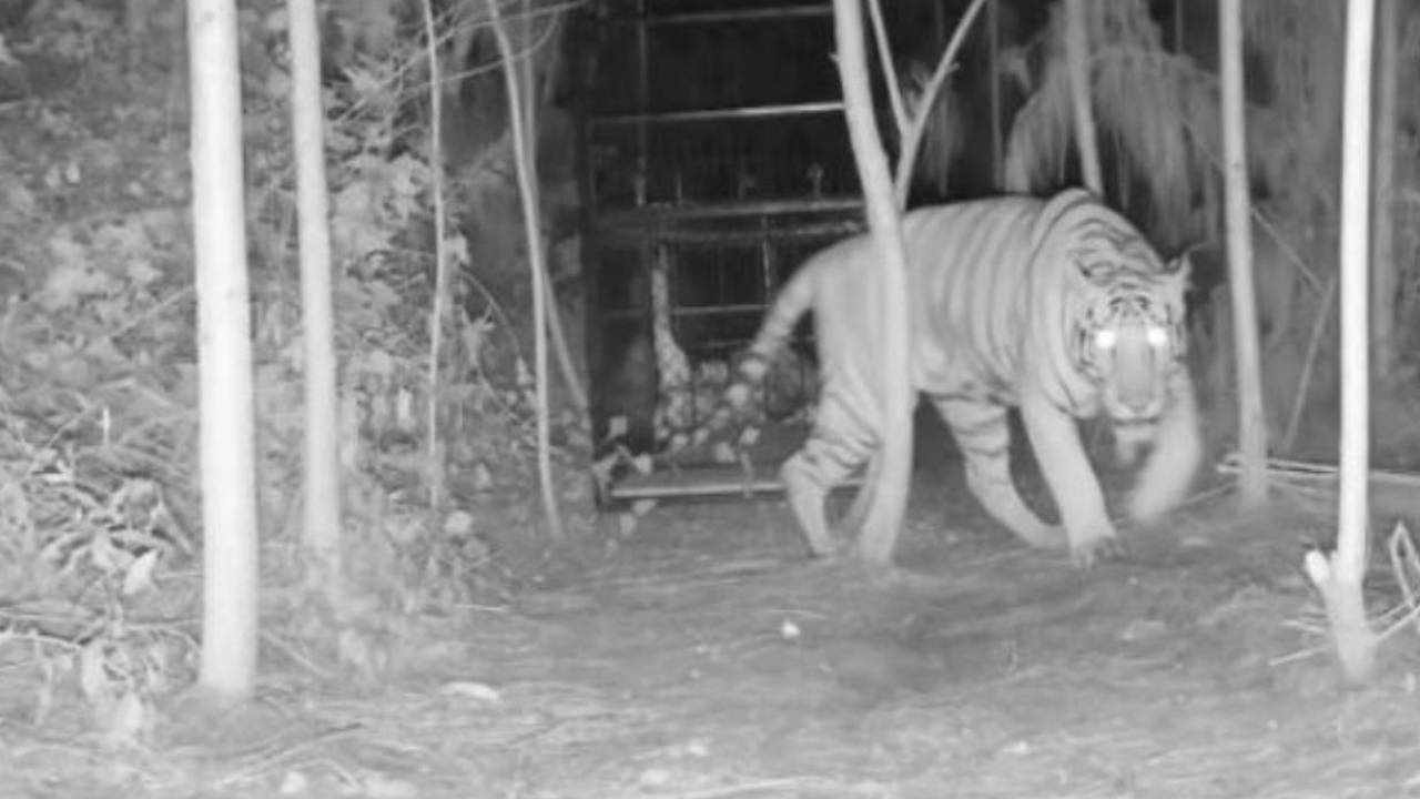 https://10tv.in/andhra-pradesh/arrowly-escaped-the-tiger-approached-the-cage-and-turned-back-439289.html