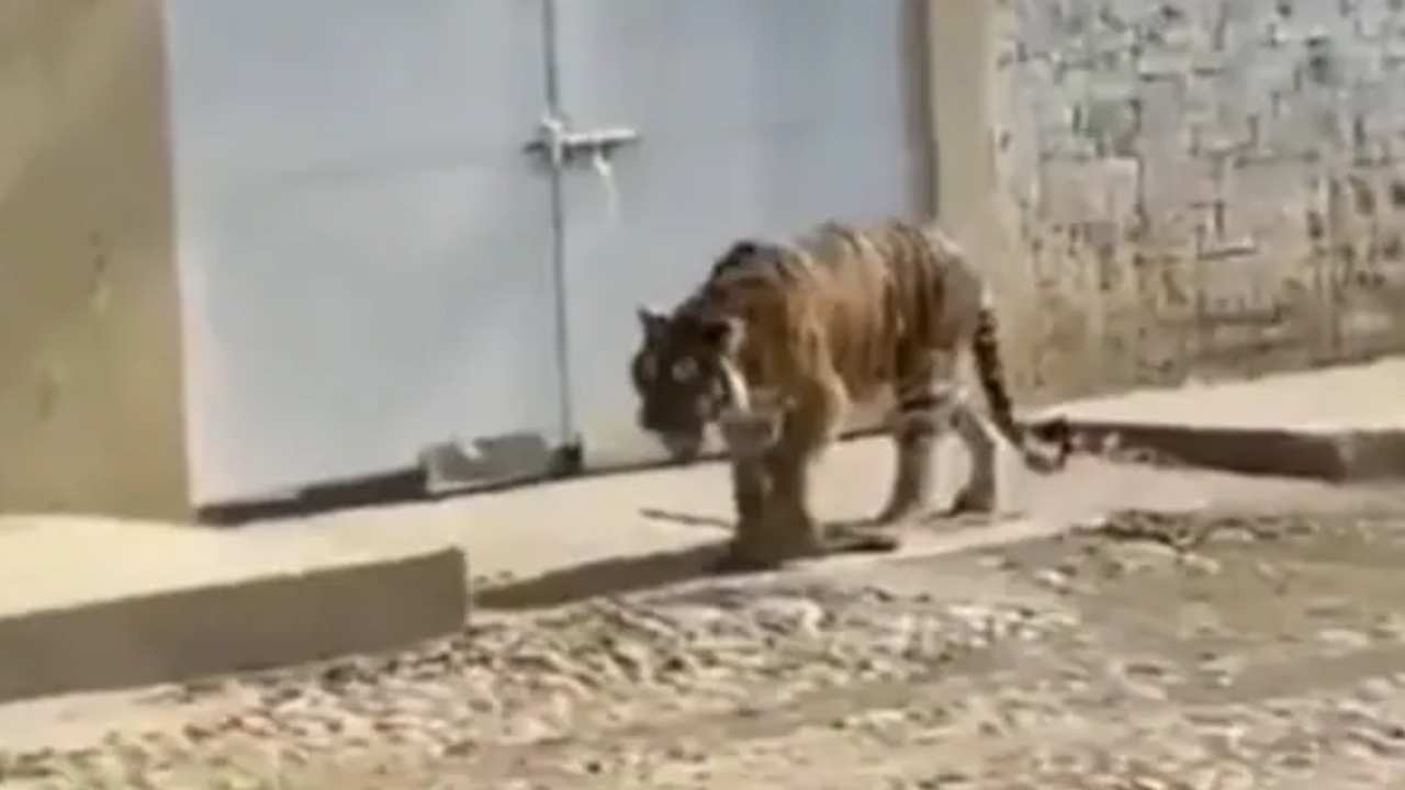 https://10tv.in/international/viral-video-shows-tiger-roaming-freely-in-mexico-town-446761.html