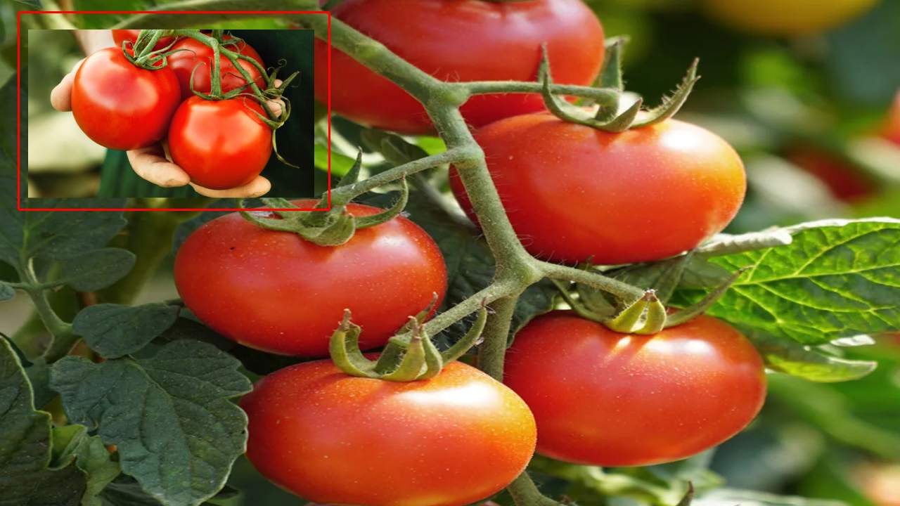 https://10tv.in/international/world-without-tomatoes-who-would-be-the-first-victim-of-climate-change-442262.html