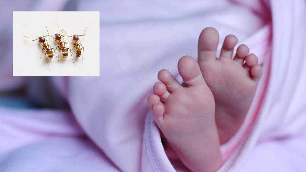 https://10tv.in/national/three-days-old-baby-treated-in-the-icu-died-after-being-bitten-by-ants-at-a-government-hospital-in-uttar-pradesh-438274.html